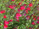 Salvia microphylla var. microphylla